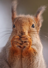 Close-up of eating squirrel