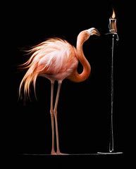 flamingo watching a flame on black background