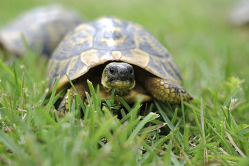A tortoise walking through some tall grass