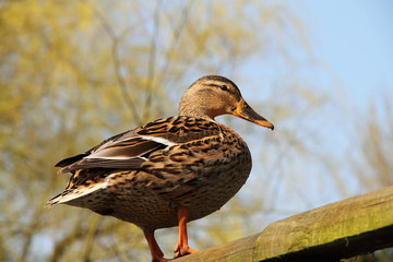 Female Mallard, or wild duck (Anas platyrhynchos)