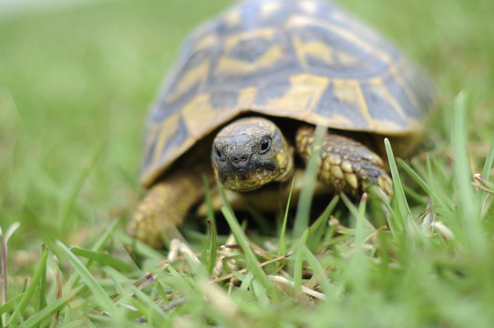 A tortoise walking through some tall grass