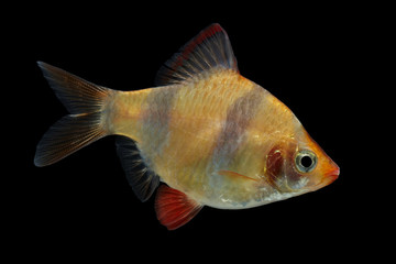 Sumatrabarbe 05 schwarz