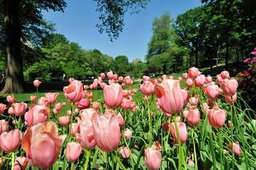 Central Park & Tulip.