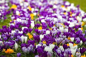 Flowerbed with colorful springcrocus