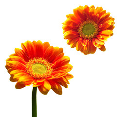 Gerbera
