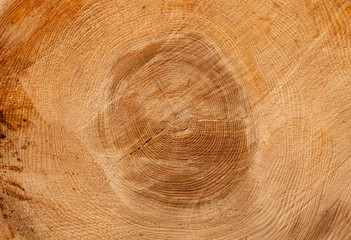 Cross section of a tree