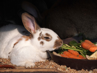 Stallhase beim fressen