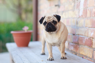 pug