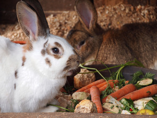 Stallhase beim fressen