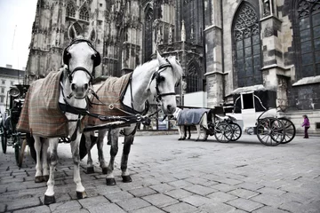 Foto op Aluminium Cathedral of Vienna © beavera
