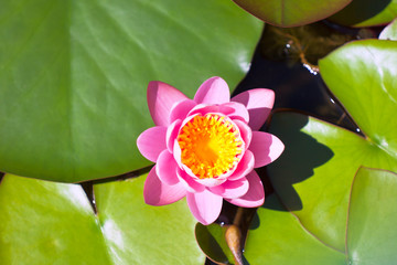 Lotus flower