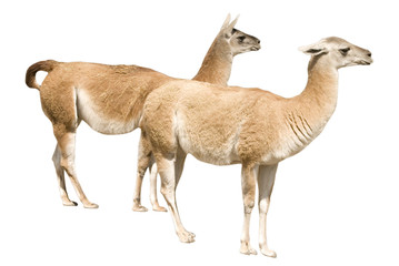 Two llamas (isolated on white)