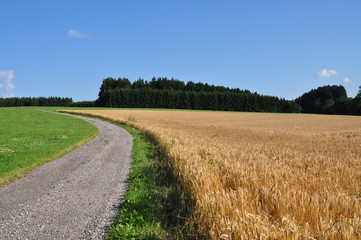 Getreidefeld
