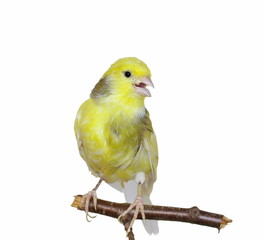 Yellow canary, Serinus canaria isolated