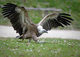 vautour