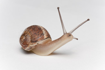 caracol