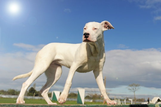 jeune dogue argentin
