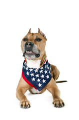 American Staffordshire Terrier
