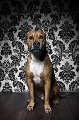 American Staffordshire Terrier