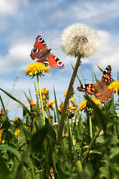 Fototapeta Frühling