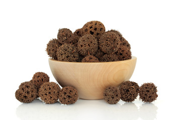 Sweetgum Fruit