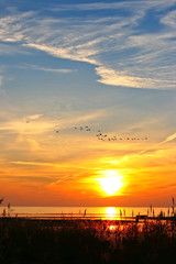 Naklejka premium Magnificent sunset with flying birds