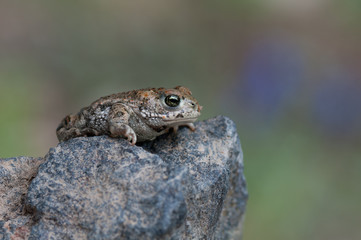 Bufo calamita
