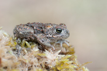 Bufo calamita