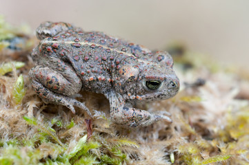 Bufo calamita