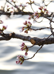 Cherry Blossom Buds