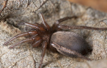 Stealthy ground spider (Gnaphosidae) sitting on leaf