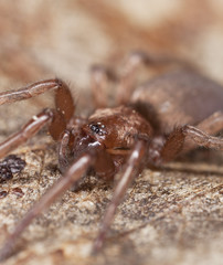 Stealthy ground spider (Gnaphosidae) sitting on leaf