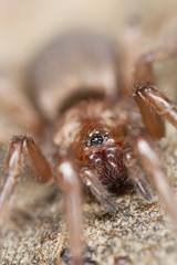 Stealthy ground spider (Gnaphosidae) sitting on leaf