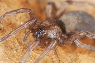 Stealthy ground spider (Gnaphosidae) sitting on leaf