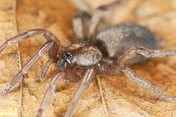 Stealthy ground spider (Gnaphosidae) sitting on leaf