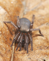 Stealthy ground spider (Gnaphosidae) sitting on leaf