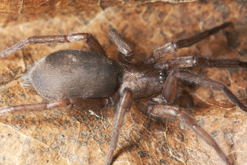 Stealthy ground spider (Gnaphosidae) sitting on leaf