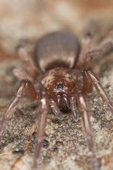 Stealthy ground spider (Gnaphosidae) sitting on leaf