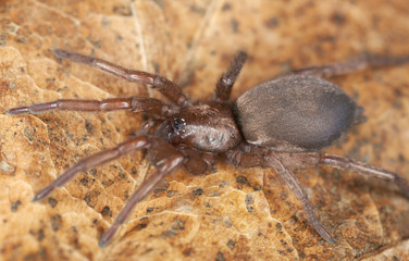 Stealthy ground spider (Gnaphosidae) sitting on leaf