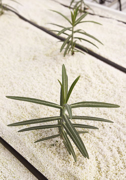 plantas