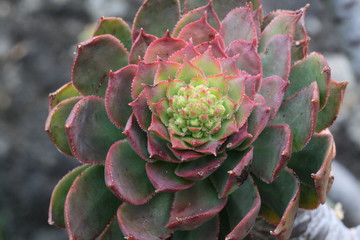 Dickblattgewaechs aeonium percarneum