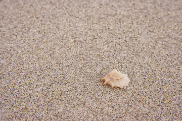 Seashell.