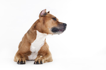 American Staffordshire Terrier