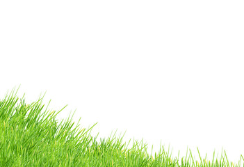 Fototapeta premium Isolated green grass