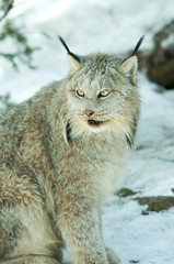 lynx in winter