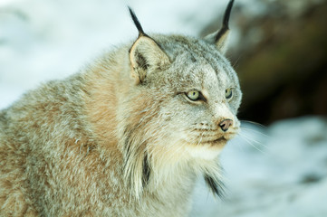 Lynx
