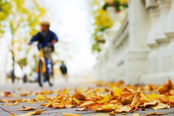 Autumn in the city park