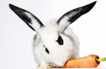 rabbit, animal,