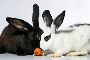 two europen rabbits, black&white, animals