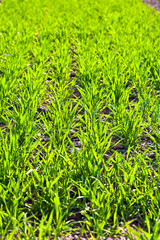 green field with growing plants